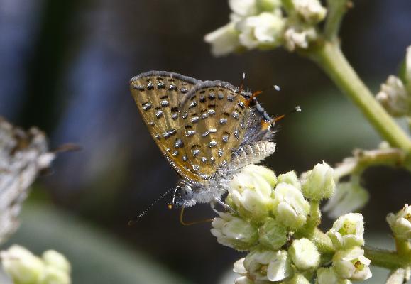 Chloroselas pseudozeritis tytleri male UNS